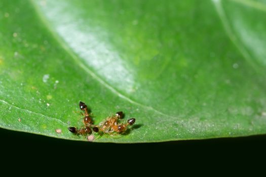 Macro Ants on Plants