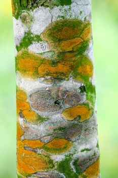 Fungal plant diseases on the bark of trees Causing the tree to grow slowly and may eventually die