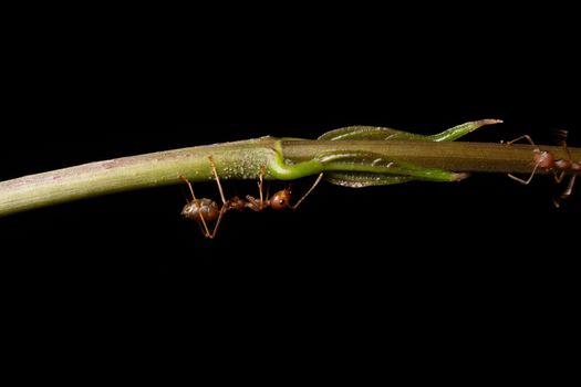 Macro ants on the branches