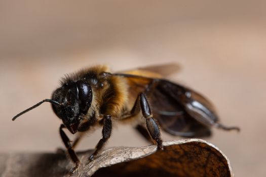 Macro bee on leaf