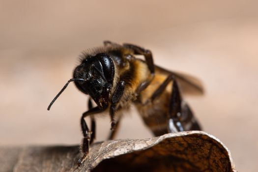 Macro bee on leaf