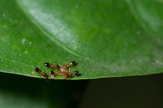 Macro Ants on Plants