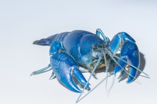 Crayfish blue (Cherax Destructor)