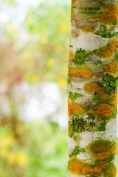 Fungal plant diseases on the bark of trees Causing the to grow slowly and may eventually die