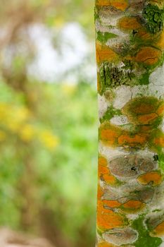 Fungal plant diseases on the bark of trees Causing the tree to grow slowly and may eventually die