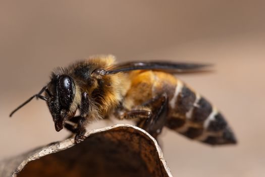 Macro bee on leaf