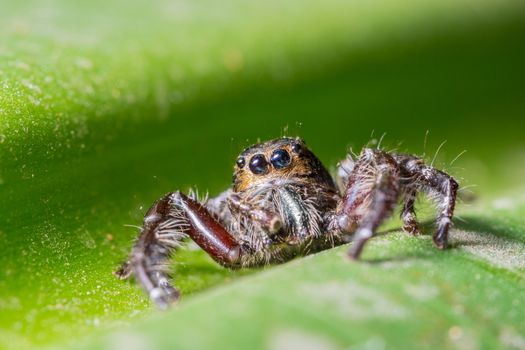 Macro spider on green leaf