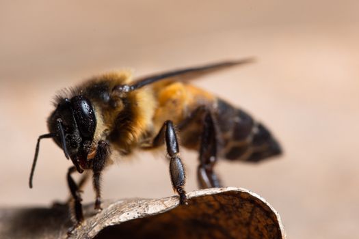 Macro bee on leaf