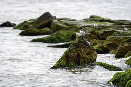 sea birds on rocks covered with seagrass and mud on the ocean coast