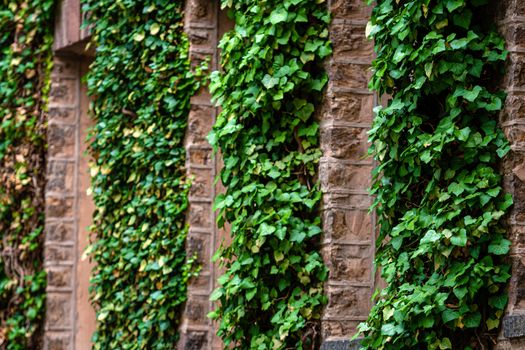 creeping plants, ivy on the ancient stone building walls, plants and landscape design, selective focus