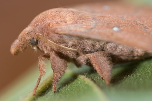 Moth on the leaf