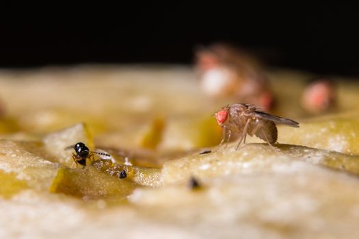 Drosophila melanogaster(Fruit Fly)