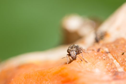 Close-up of Curculionoidea