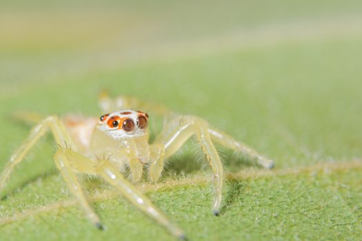 Close-up of yellow spider on green leaf