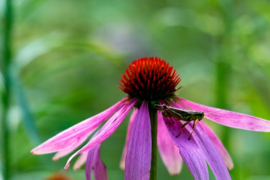 Grasshopper on coneflower. Cute red-legged grasshopper resting on top of a cone flower, beautiful shades of pink, purple, orange and green, great nature or