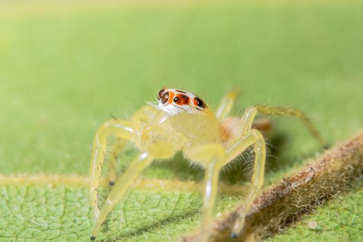 Close-up of yellow spider on green leaf