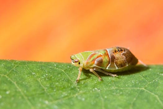 Take a closer look at Leafhopper.