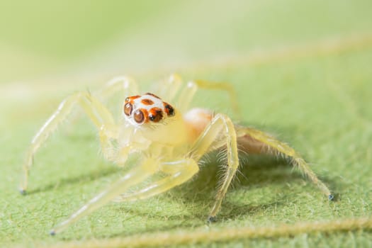 Close-up of yellow spider on green leaf