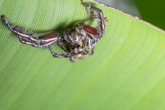 Macro spider on green leaf