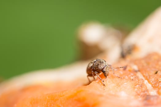 Close-up of Curculionoidea