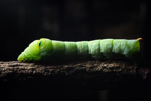 Macro green worm on a branch