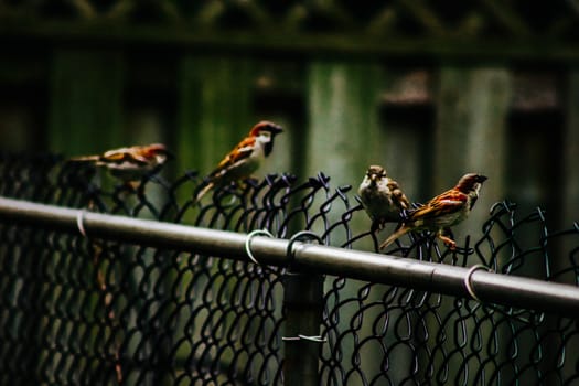 sparrows in a row on wooden fence.