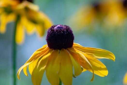 black eye susan wild flowers beautiful images perfect for magazine or website usage