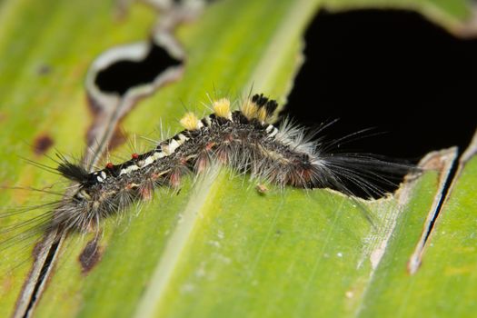 Macro worm on leaf