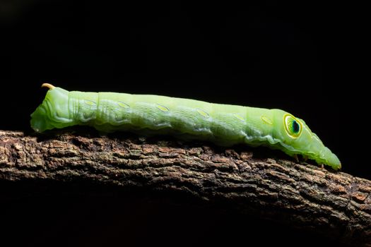 Macro green worm on a branch