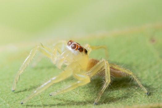 Close-up of yellow spider on green leaf