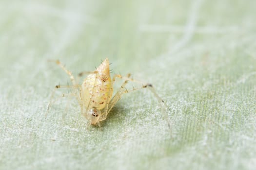 Close-up of yellow spider on green leaf