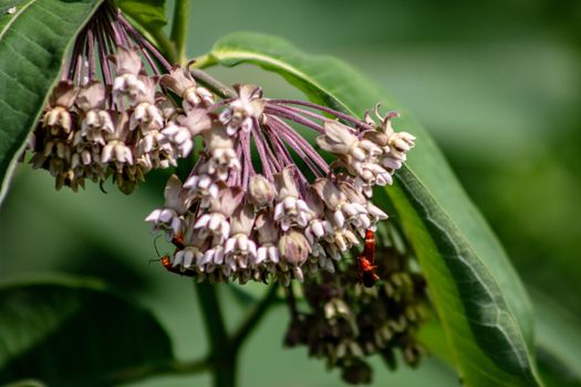 important wild flower, milkweed is vital for monarch butterflies