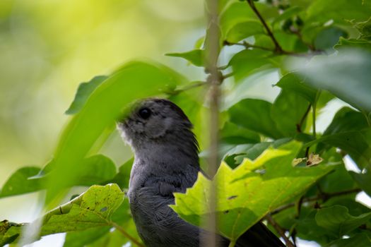 Gray Catbird (Dumetella Carolinensis), in a bush in Canada