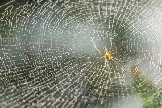 Macro spider on spider web