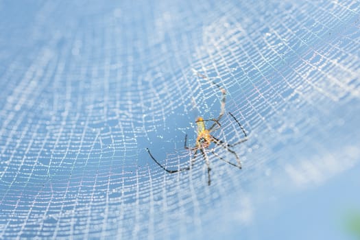 Macro spider on spider web