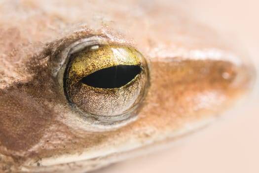 Frog eye macro