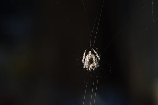 Take a close-up spider on a spider web