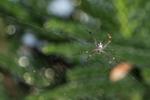 Take a close-up spider on a spider web
