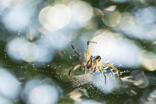 Take a close-up spider on a spider web
