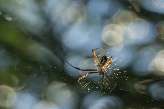 Take a close-up spider on a spider web