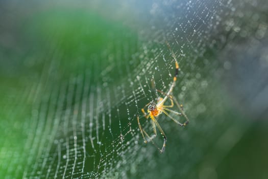 Macro spider on spider web
