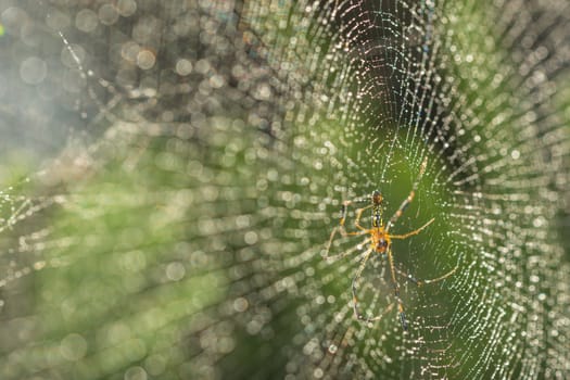 Take a close-up spider on a spider web