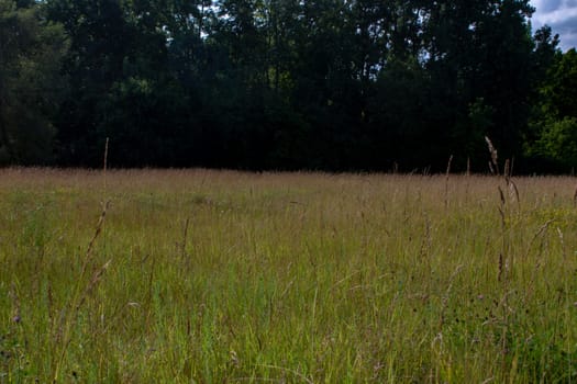 An ontario landscape photo with various species of grass and wild flowers