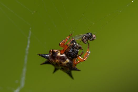Macro spider orange