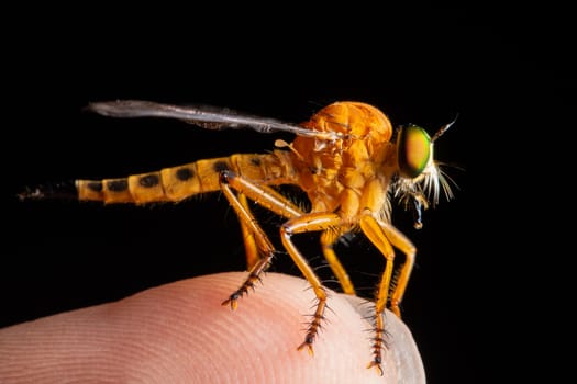 Robber fly macro