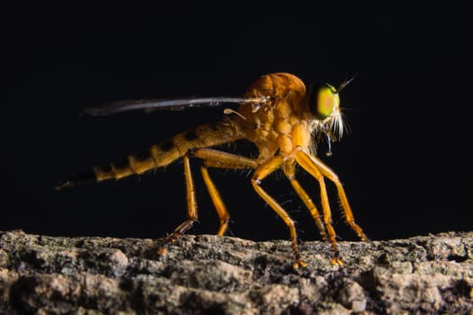 Robber fly macro