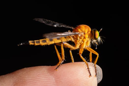 Robber fly macro