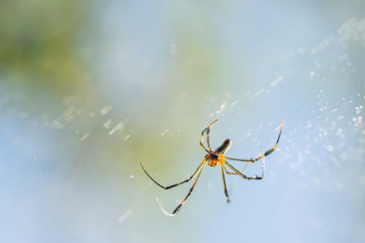 Take a close-up spider on a spider web