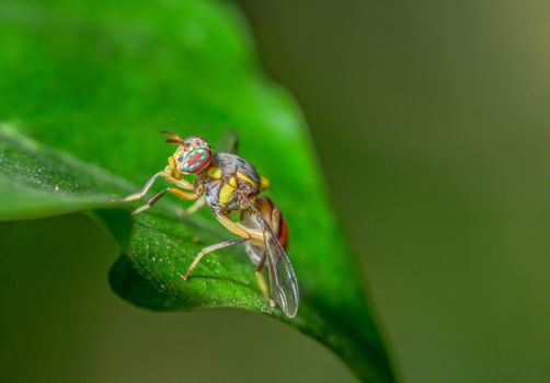 Macro Fruit flies