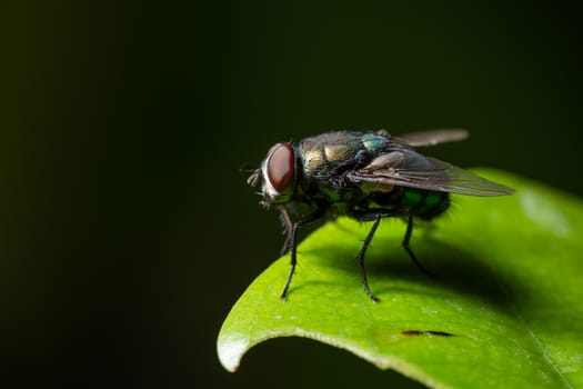 Macro flies on the leaf